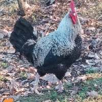 Gallo olandese Barnevelder