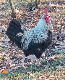 Gallo olandese Barnevelder