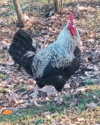Gallo olandese Barnevelder