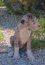 Cuccioli di alano