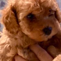 TOY barboncina cucciola meravigliosa