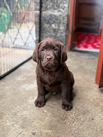Cuccioli Labrador chocolate