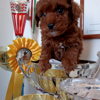 Cuccioli di barboncino Toy Red
