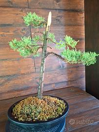 Bonsai di Cipresso. Visita il profilo