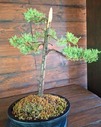 Bonsai di Cipresso. Visita il profilo