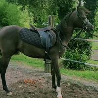 Cavallo purosangue arabo