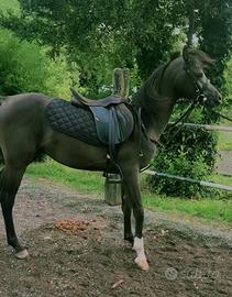 Cavallo purosangue arabo