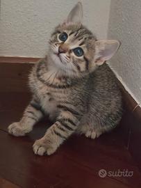 Gattine simili a norvegesi