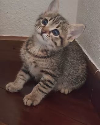 Gattine simili a norvegesi