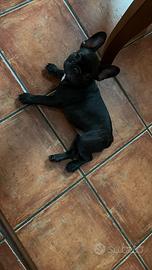Regalocucciolata bulldog francese