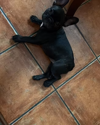 Regalocucciolata bulldog francese