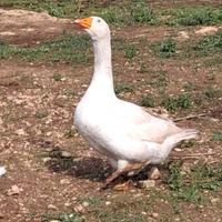 Oca bianca