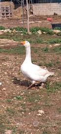 Oca bianca