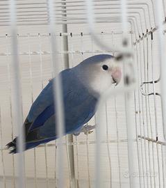 Femmine di inseparabili