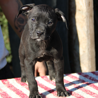 American pitbull terrier cucciola 2 mesi