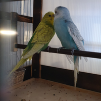 Coppia riproduttiva cocorite - ondulati