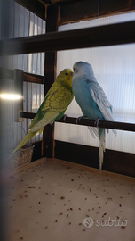 Coppia riproduttiva cocorite - ondulati