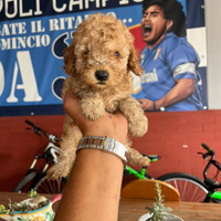 Barboncini red e albiccocca