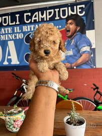 Barboncini red e albiccocca