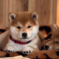 Shiba maschio con pedigree