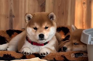 Shiba maschio con pedigree