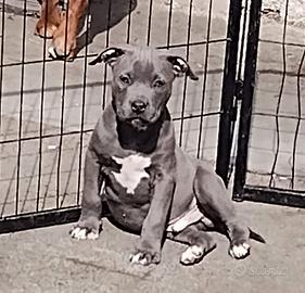 Cuccioli American pit bull terrier