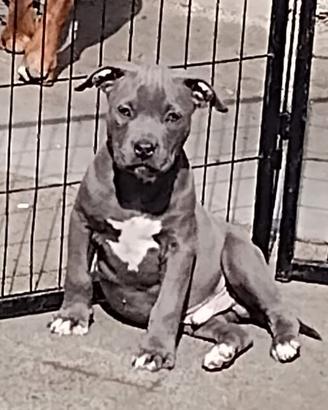 Cuccioli American pit bull terrier