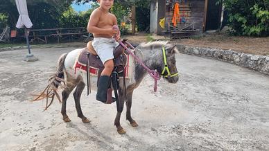 Mini Horse 