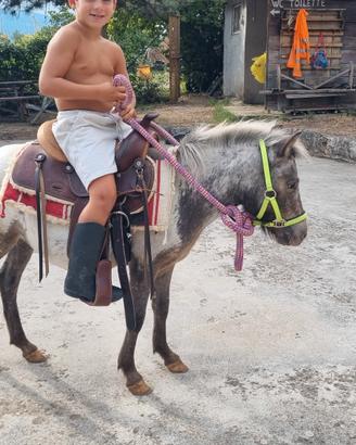 Mini Horse 