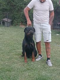 Rottwailer
