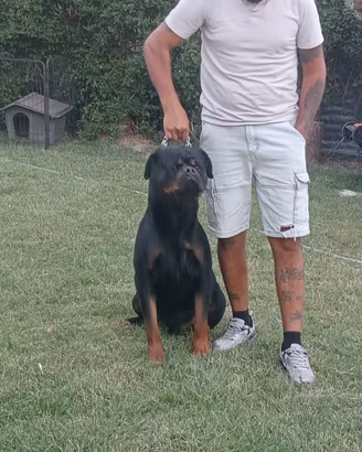 Rottwailer