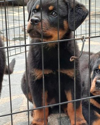 Rottweiler