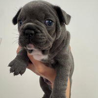 Cucciolo di bulldog francese x San Valentino