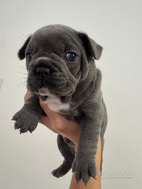 Cucciolo di bulldog francese x San Valentino