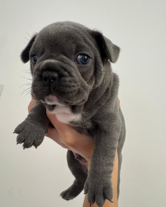 Cucciolo di bulldog francese x San Valentino