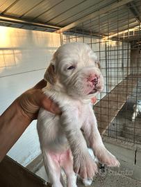 Setter inglese cuccioli