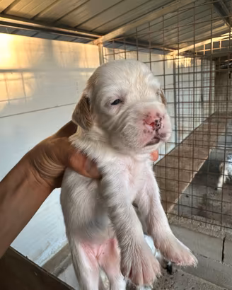 Setter inglese cuccioli