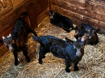 Capre razza valdostana