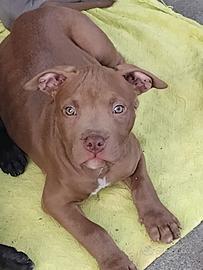 Cuccioli American pit bull terrier cioccolate