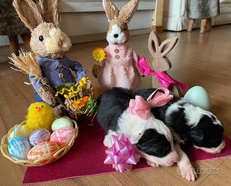 Cuccioli di border collie