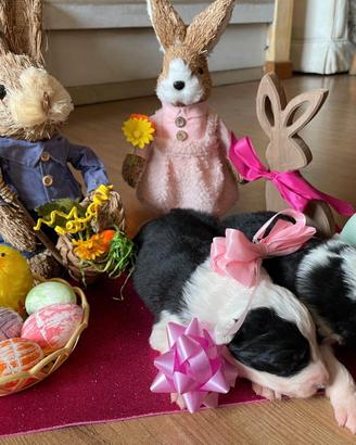 Cuccioli di border collie