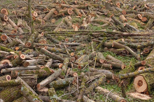 Terreno da poter coltivare pianeggiante