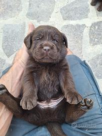 Cuccioli Labrador cioccolato con pedigree
