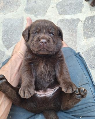 Cuccioli Labrador cioccolato con pedigree