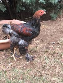 Ultimi galletti brahma