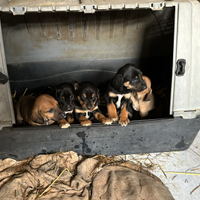 Cuccioli jagdterrier