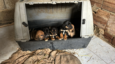 Cuccioli jagdterrier