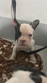 Cucciole bulldog francese
