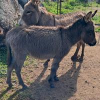 Asinelli sardi