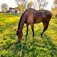 Purosangue Irlandese Anno 2003